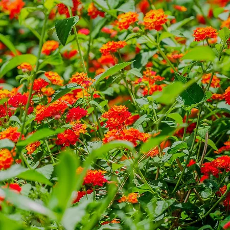 La Pavona Luxury Collection 아파트 *